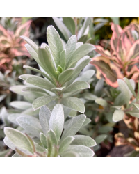 Convolvulus oneorum