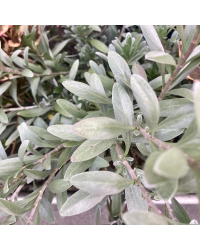 Convolvulus oneorum
