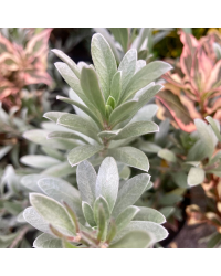 Convolvulus oneorum