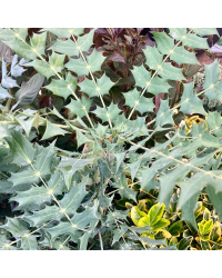 Mahonia X Media 'Charity'