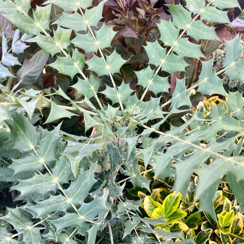 Mahonia X Media 'Charity'