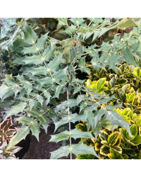 Mahonia X Media 'Charity'