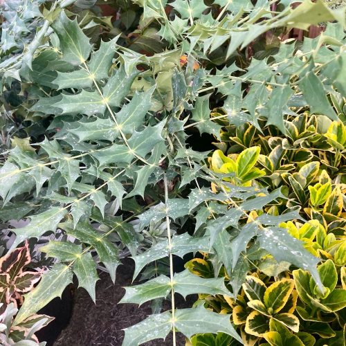 Mahonia X Media 'Charity'