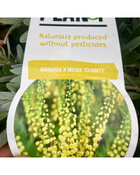 Mahonia X Media 'Charity'