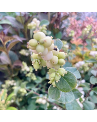 Symphorine doorenbosii 'Magical Galaxy'