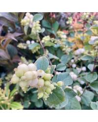 Symphorine doorenbosii 'Magical Galaxy'