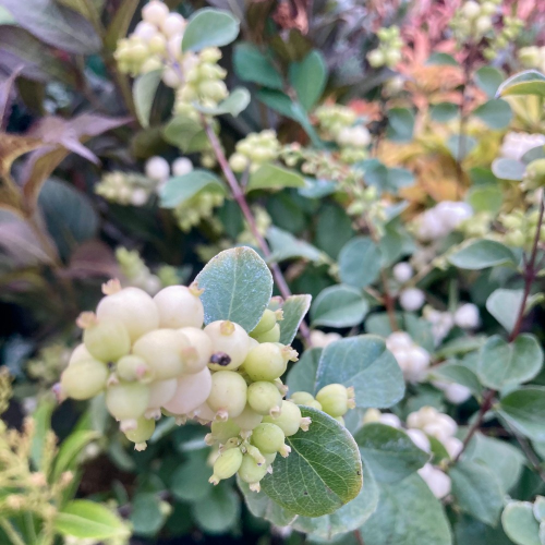 Symphorine doorenbosii 'Magical Galaxy'