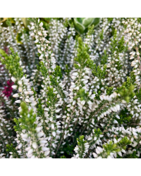 Bruyère Calluna Garden Girls Blanche