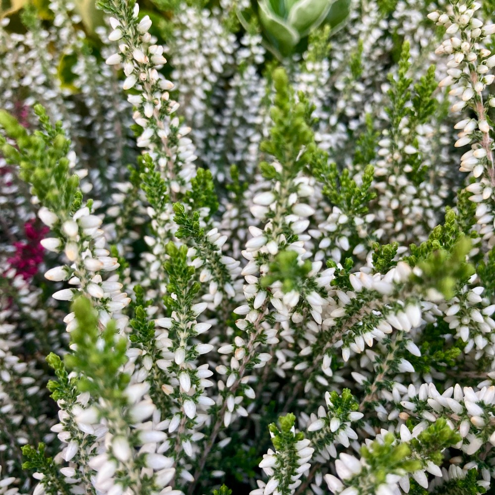 Bruyère Calluna Garden Girls Blanche