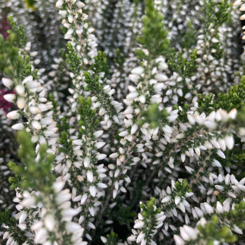 Bruyère Calluna Garden Girls Blanche