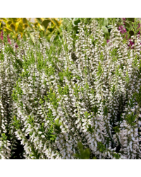 Bruyère Calluna Garden Girls Blanche