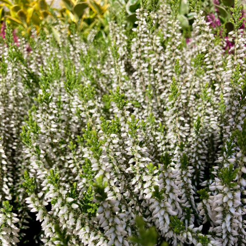 Bruyère Calluna Garden Girls Blanche