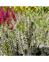 Bruyère Calluna Garden Girls Blanche