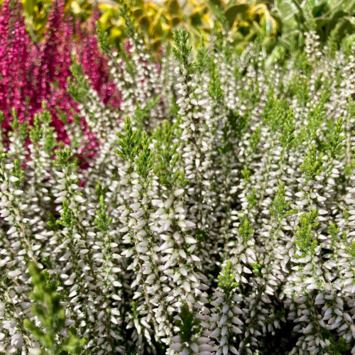 Bruyère Calluna Garden Girls Blanche