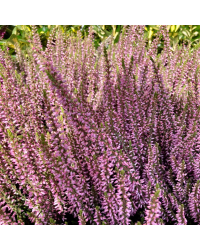 Bruyère Calluna Garden Girls rose