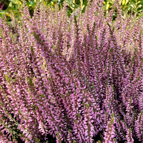 Bruyère Calluna Garden Girls rose