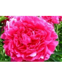 Pivoine Paeonia Lactiflora Kansas