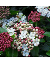 Viburnum Tinus blanc