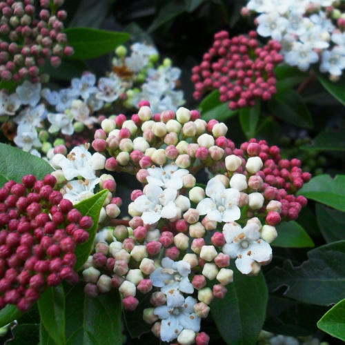 Viburnum Tinus blanc