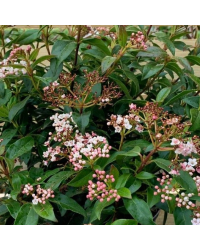 Viburnum Tinus blanc
