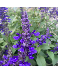 Sauge Mystic Superblue Spire