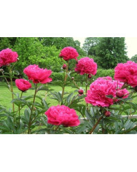 Pivoine Paeonia Lactiflora Kansas