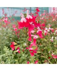 Sauge Greggii Hot Lips Rouge