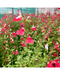 Sauge Greggii Hot Lips Rouge