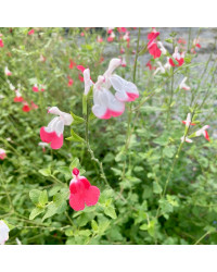 Sauge Greggii Hot Lips Rouge