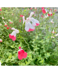 Sauge Greggii Hot Lips Rouge