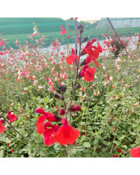 Sauge Greggii Mirage Cherry Red