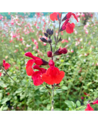 Sauge Greggii Mirage Cherry Red