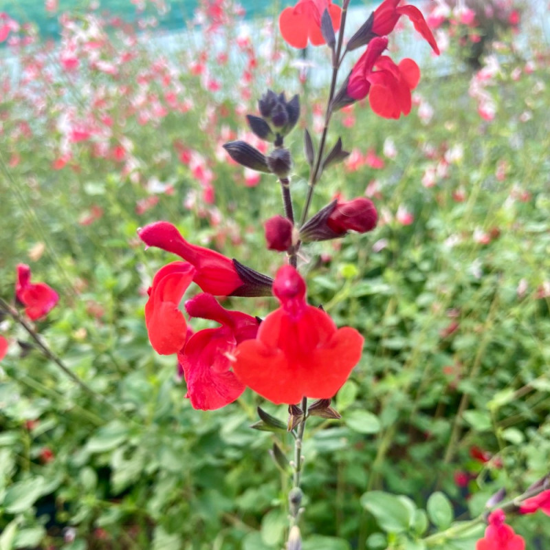 Sauge vivace - SALVIA 'Grahamii red' - Fleurir son jardin