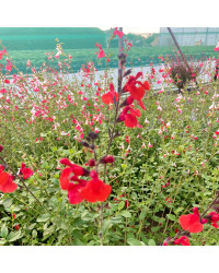 Sauge Greggii Mirage Cherry Red
