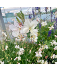 Gaura Lindheimeri Geyser Blanc