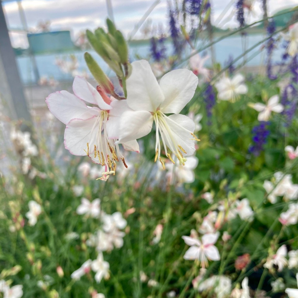 Gaura Lindheimeri Geyser Blanc