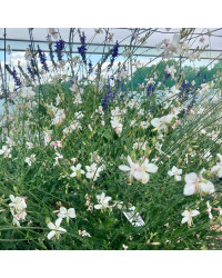 Gaura Lindheimeri Geyser Blanc