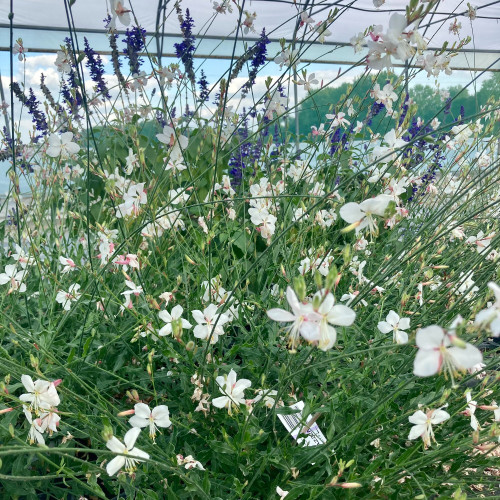 Gaura Lindheimeri Geyser Blanc