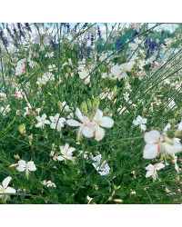 Gaura Lindheimeri Geyser Blanc