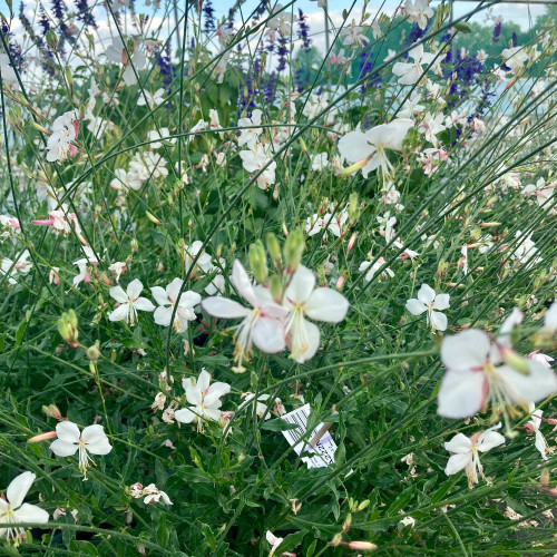 Gaura Lindheimeri Geyser Blanc