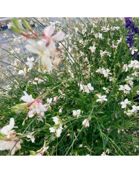 Gaura Lindheimeri Geyser Blanc