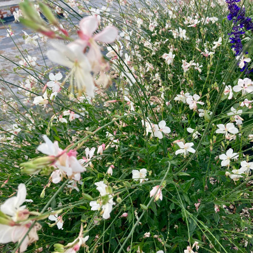 Gaura Lindheimeri Geyser Blanc