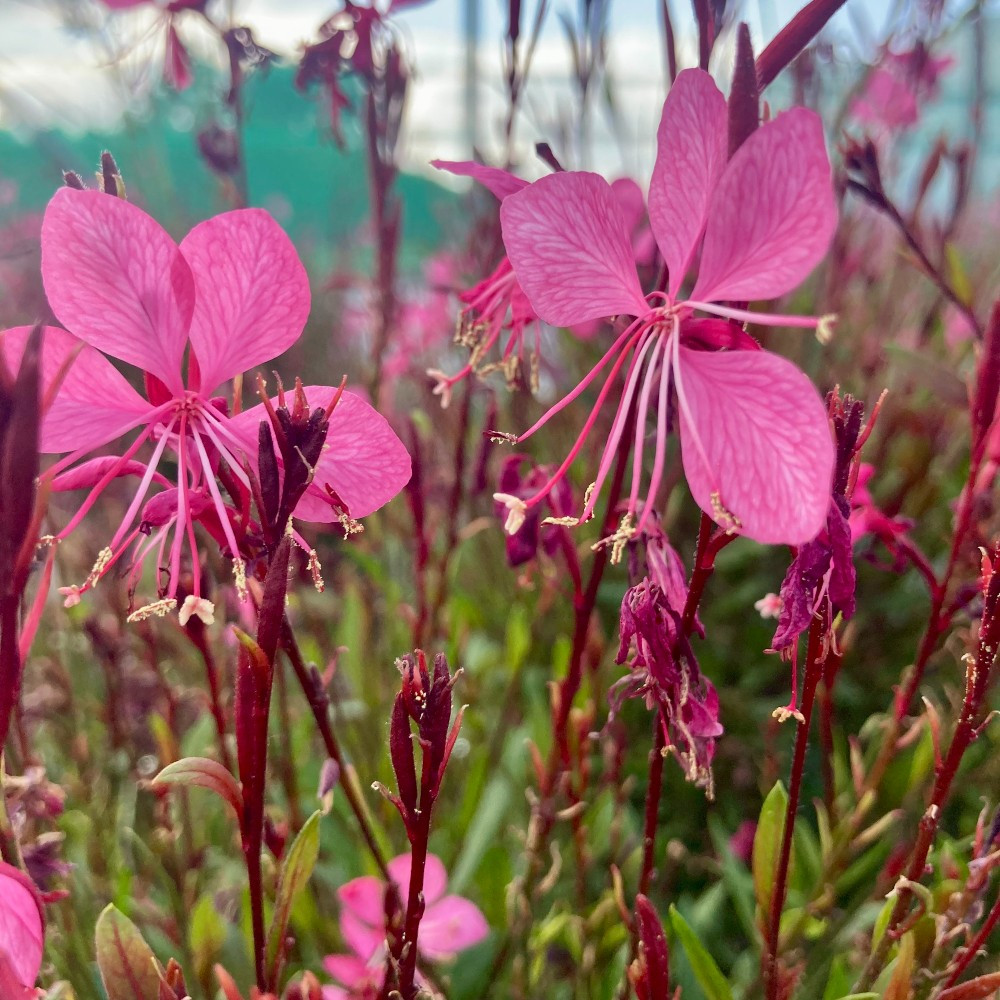 Acheter Gaura Lindheimeri Geyser Pink Gaudros et autres plantes sur Coclicoh