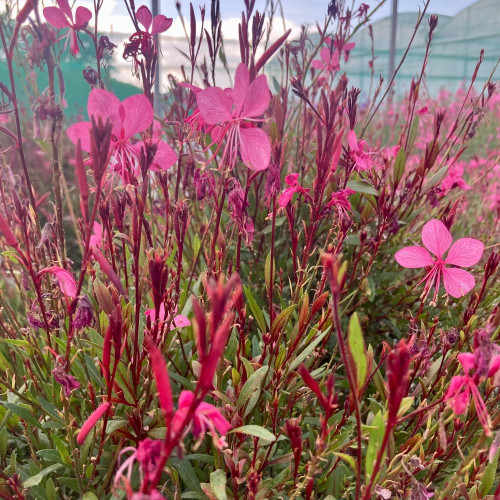 Gaura Lindheimeri Geyser Pink Gaudros