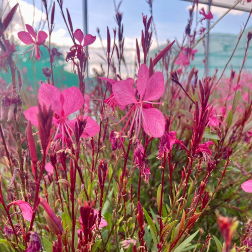 Gaura Lindheimeri Geyser Pink Gaudros