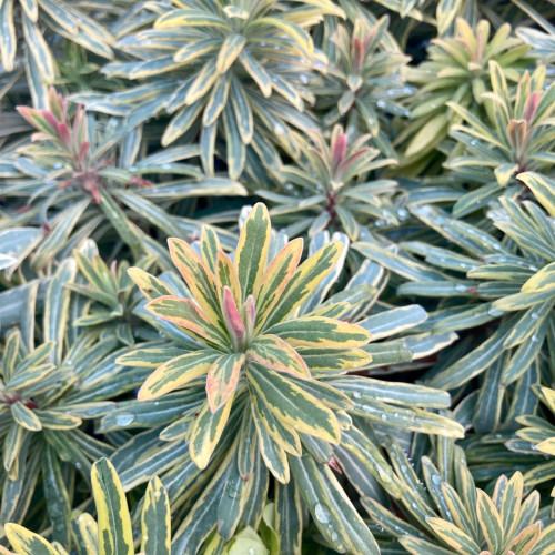 Euphorbe Amygdaloides Ascot Rainbow