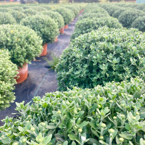 Pomponnette Chrysanthème Orange