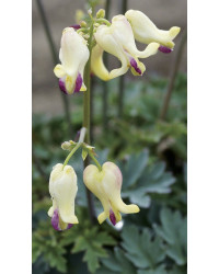 Dicentre Dicentra Love Hearts
