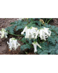 Dicentre Dicentra Love Hearts