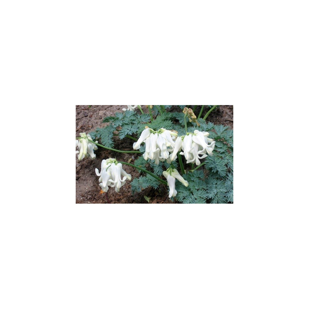 Acheter Dicentre Dicentra Love Hearts